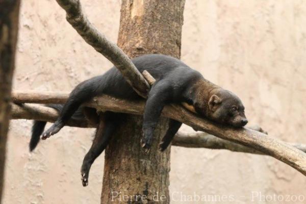 Tayra