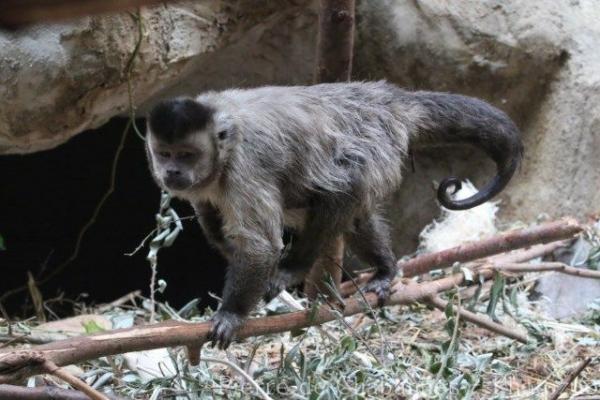 Guianan brown capuchin