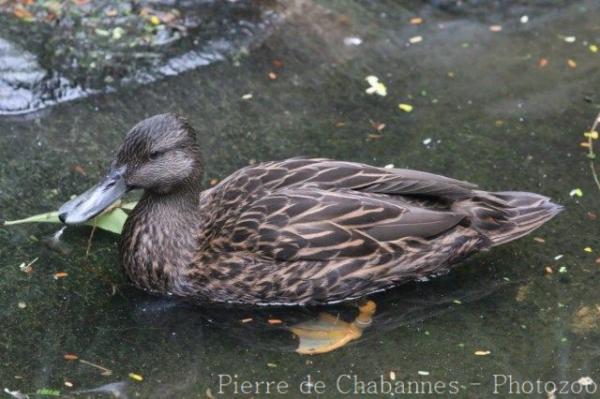 Meller's duck