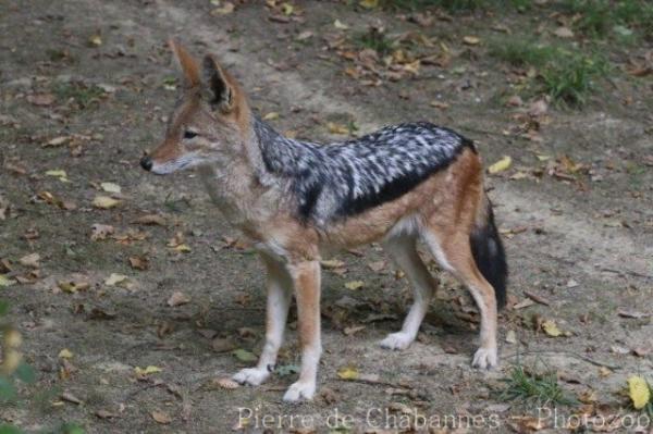 Black-backed jackal