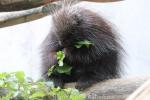 North American porcupine