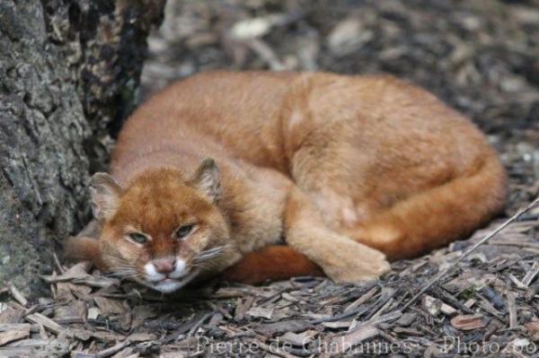 Jaguarundi