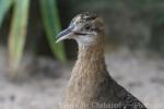 Red-winged tinamou