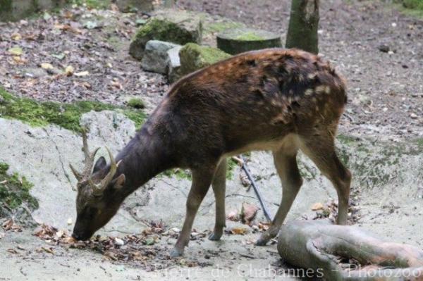 Visayan spotted deer