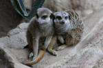 Slender-tailed meerkat