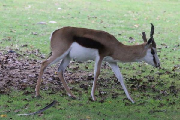 Springbok