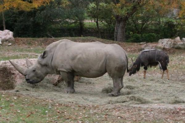 Southern white rhinoceros