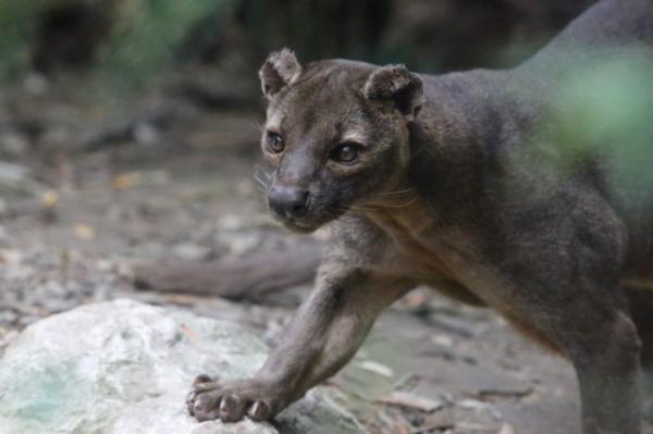 Fossa