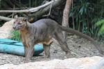 Fossa