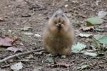 Black-tailed prairie dog