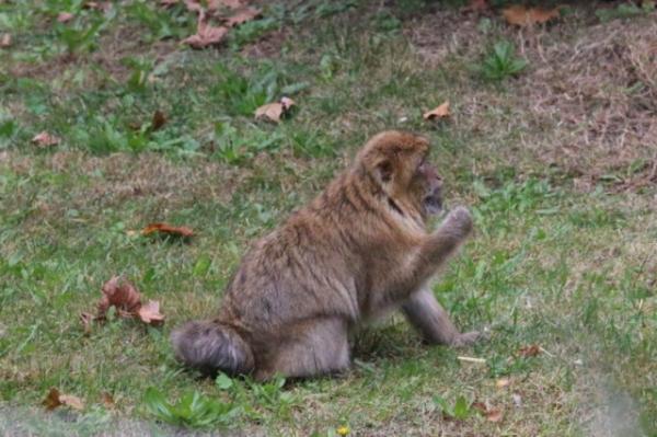 Barbary macaque