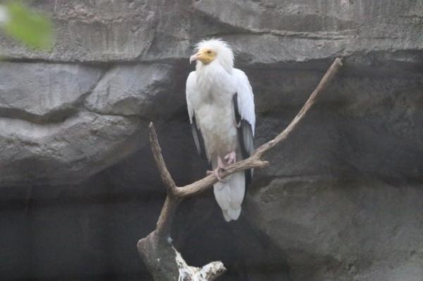 Egyptian vulture