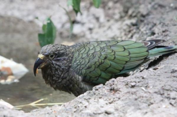 Kea