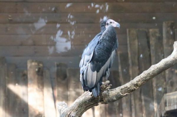 Red-headed vulture