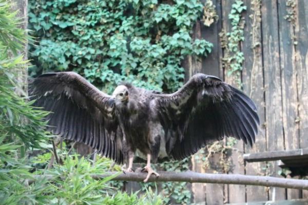 Red-headed vulture