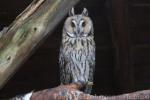 Long-eared owl