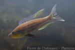 Yellow-throated cichlid