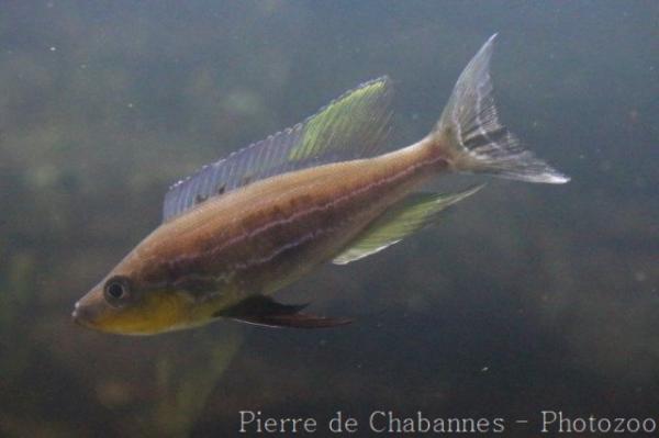 Yellow-throated cichlid