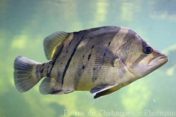 Finescale tigerfish