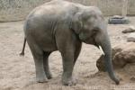 Asian elephant