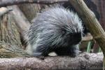 North American porcupine