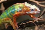 Panther chameleon