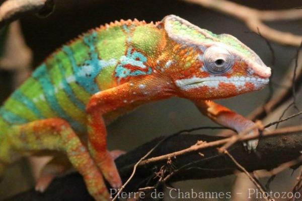 Panther chameleon