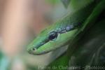 Red-tailed green ratsnake