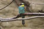 European bee-eater