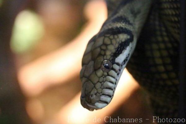 Amethystine python