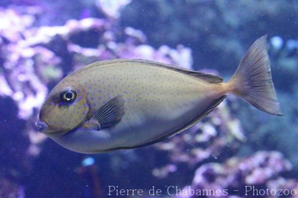 Bignose unicornfish