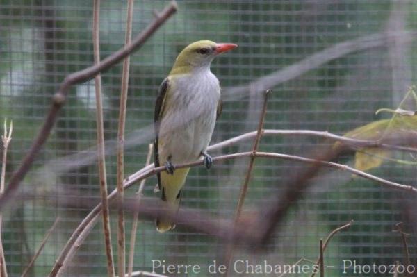 Eurasian golden oriole