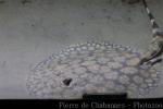 Rosette river stingray