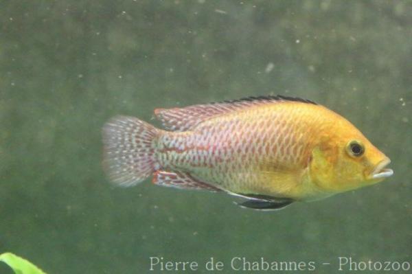 Nichols' cichlid