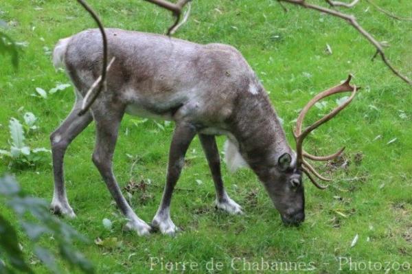 Forest reindeer