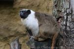 Pied tamarin