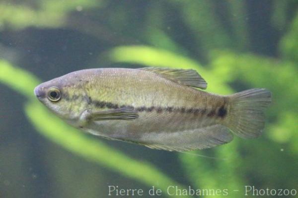 Snakeskin gourami