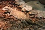 Savannah monitor