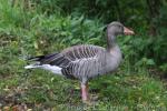 Greylag goose