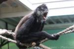 Central American spider monkey