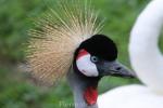 Grey crowned crane