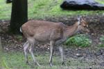 Vietnamese sika deer