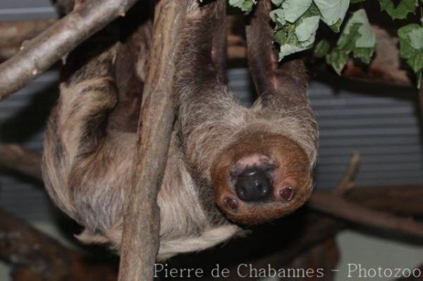 Linné's two-toed sloth