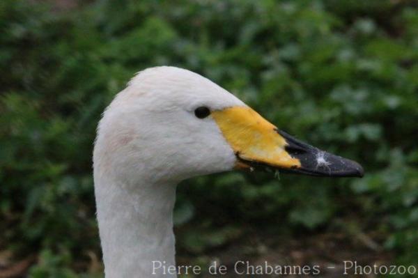 Whooper swan