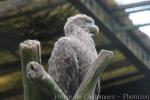 White-tailed sea-eagle