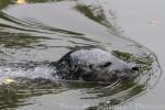 Grey seal