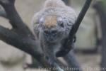 Lake Alaotra bamboo lemur