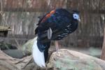 Malay crested fireback