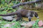 White-nosed coati