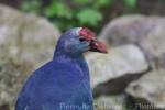 Purple swamphen